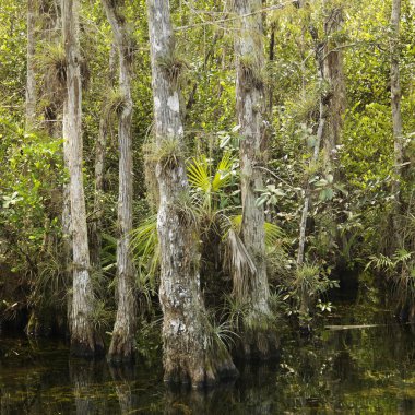 Florida Everglades landscape. clipart