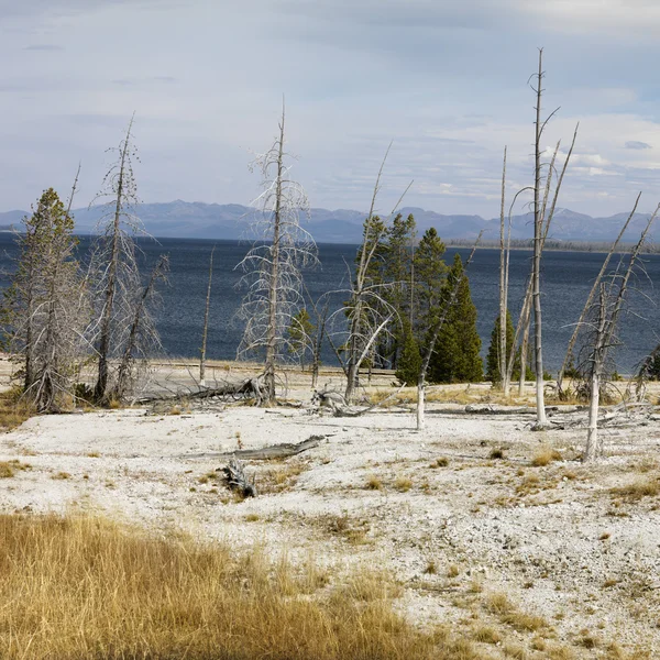 Yellowstone parque nacional, wyoming. — Fotografia de Stock