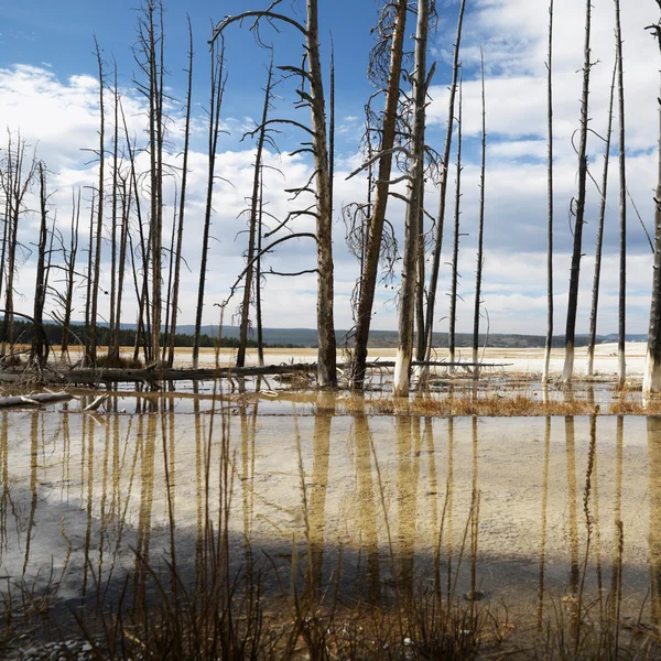 stock image Yellowstone National Park.