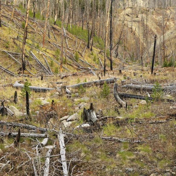 Wzrost po pożarze lasu. — Zdjęcie stockowe