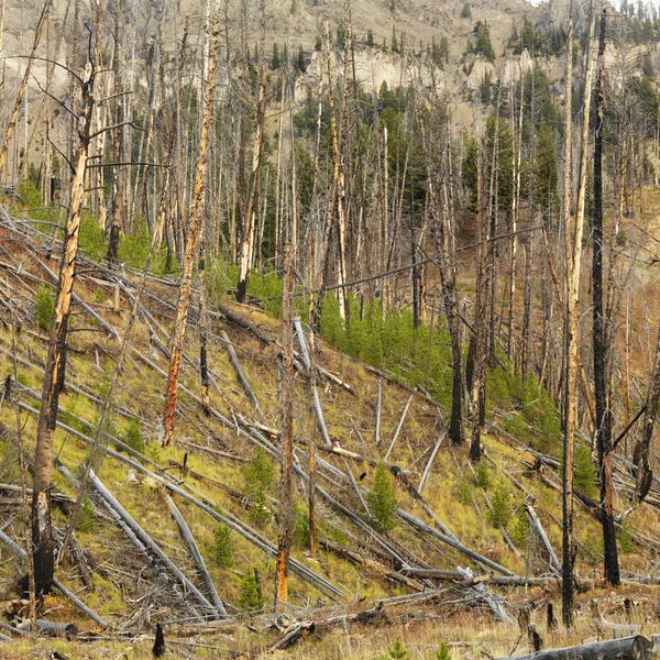 Crescimento após incêndios florestais . — Fotografia de Stock