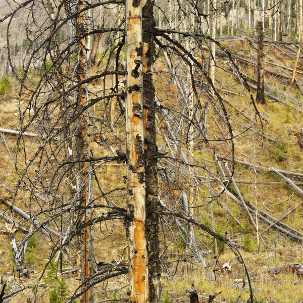 Burnt tree. — Stock Photo, Image