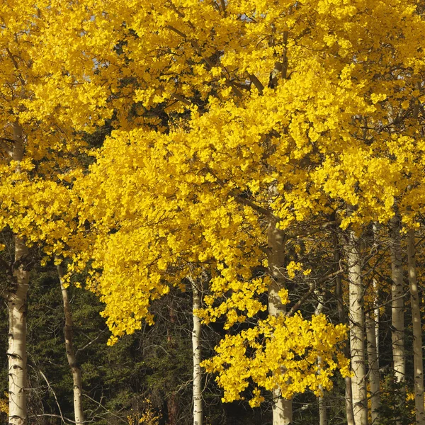 Aspen trees in fall color. — Stock Photo, Image