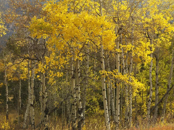 Aspen δέντρα σε χρώμα πτώσης. — Φωτογραφία Αρχείου