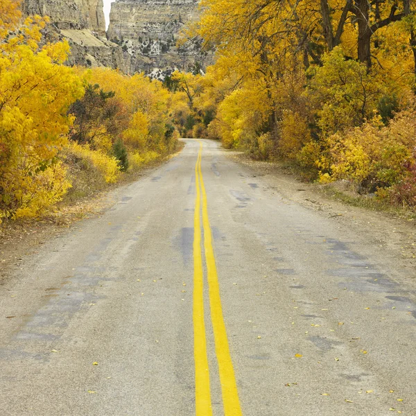 Road with Aspen trees. — Stock Photo, Image
