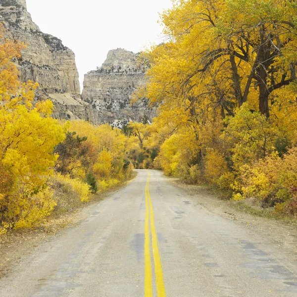 Estrada com árvores Aspen . — Fotografia de Stock