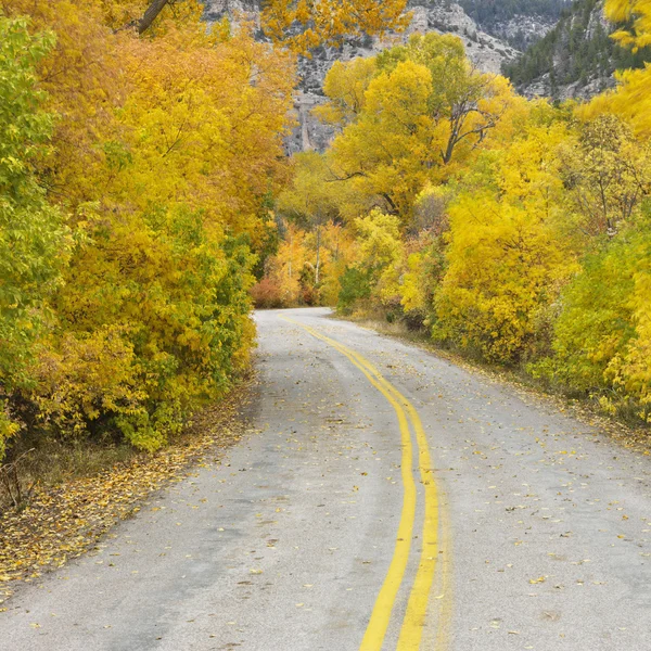 Straße mit Espen im Herbst. — Stockfoto