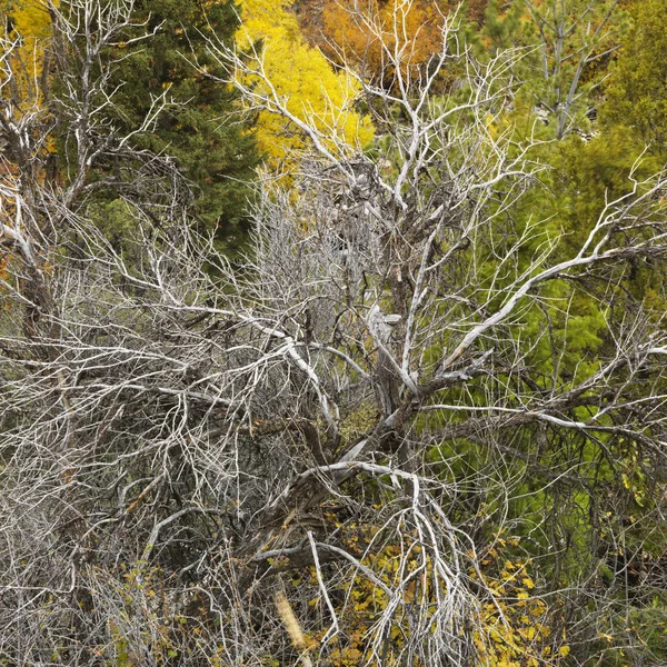 숲에서 죽은 나무. — 스톡 사진