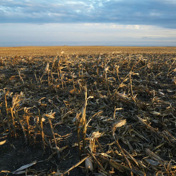 Dead cornfield. — Stock Photo, Image