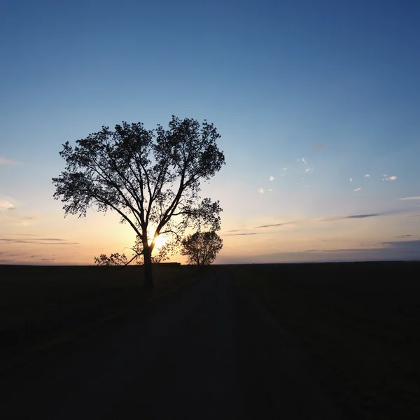 Lone tree gün batımında. — Stok fotoğraf