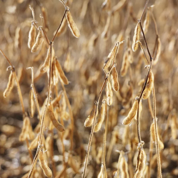 Soybean field. — Stock Photo, Image