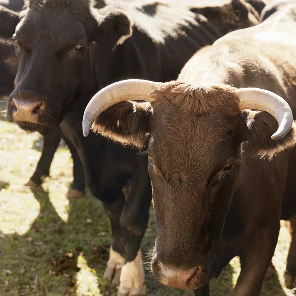 Devon bull and Angus cow. — Stock Photo, Image