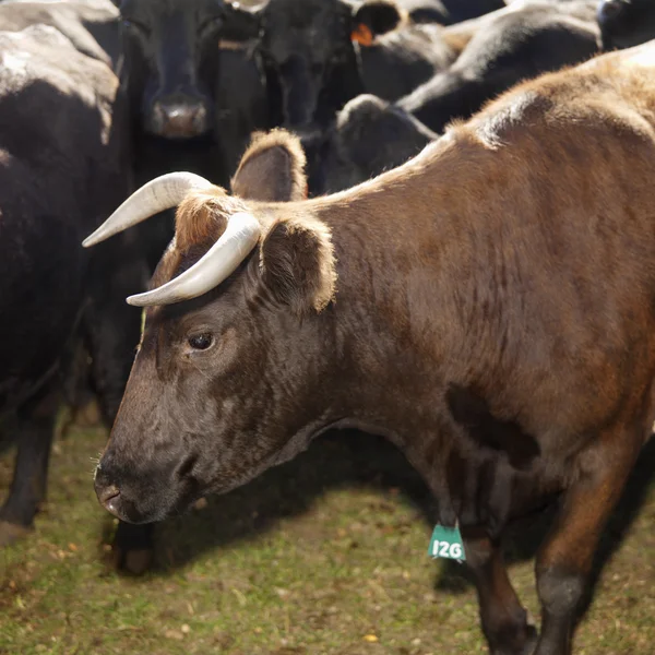 Devon bull and Angus cows. — Stock Photo, Image