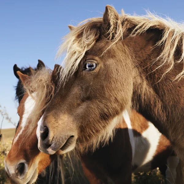 Falabella miniatűr ló. — Stock Fotó