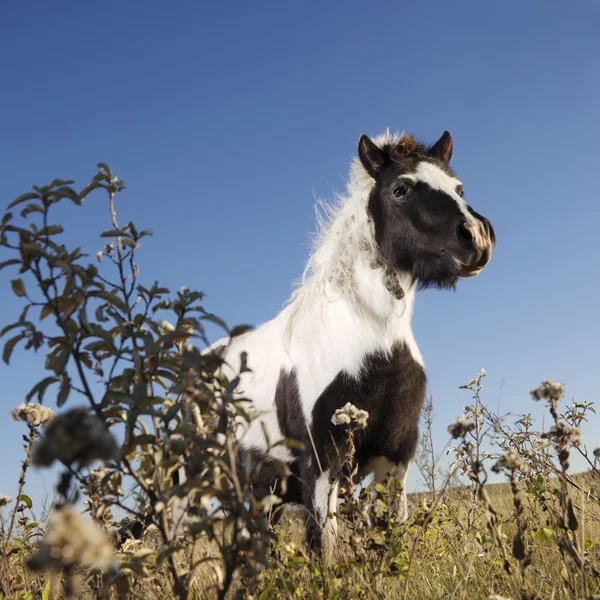 Cavallo falabella . — Foto Stock