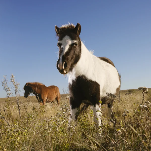 Két miniatűr ló. — Stock Fotó