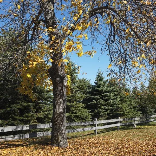 stock image American Beech tree.