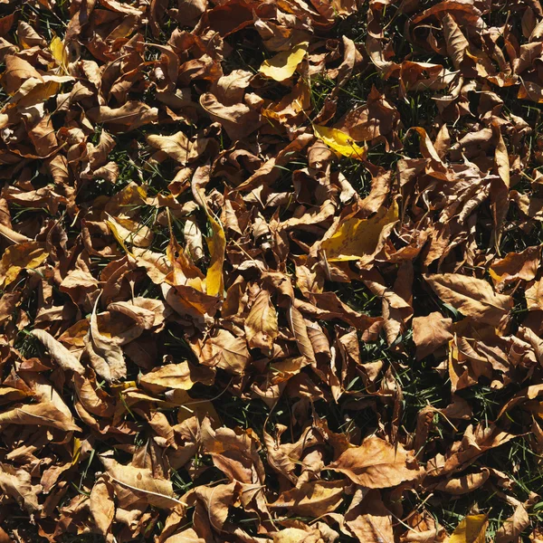 Jesienią liście na ziemi. — Zdjęcie stockowe
