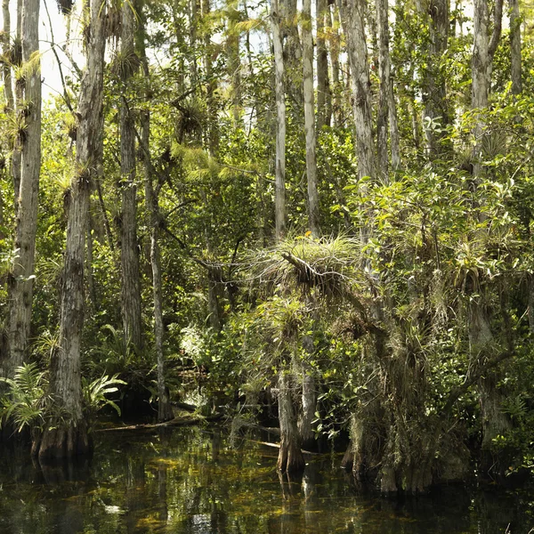 Humedales, Everglades de Florida . — Foto de Stock