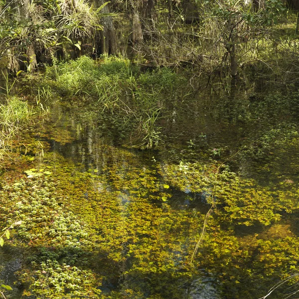 Pantanal, everglades na Flórida. — Fotografia de Stock