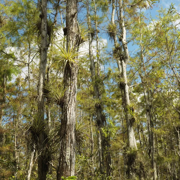 Водно-болотних угідь, Еверглейдс Флориди . — стокове фото