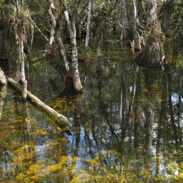 Podmokłych, everglades na Florydzie. — Zdjęcie stockowe