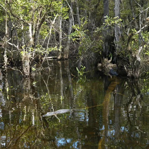 短吻鳄在佛罗里达大沼泽地中. — 图库照片