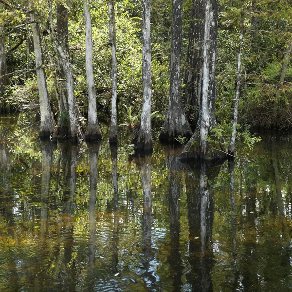 湿地，佛罗里达大沼泽地. — 图库照片