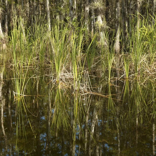 Flora-Everglades-Feuchtgebiet. — Stockfoto