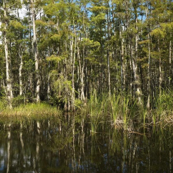 Podmokłych everglades na Florydzie. — Zdjęcie stockowe