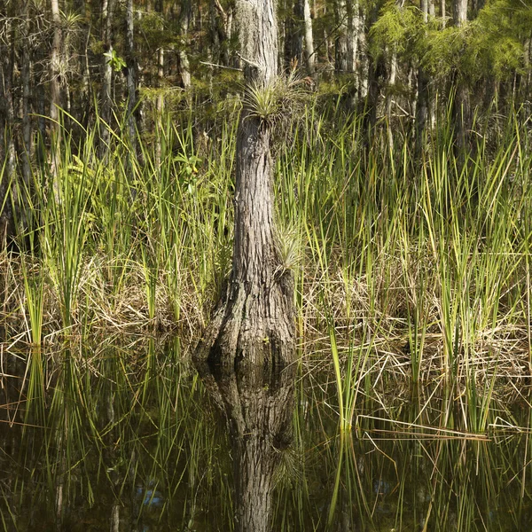 Paisaje Everglades de Florida . — Foto de Stock
