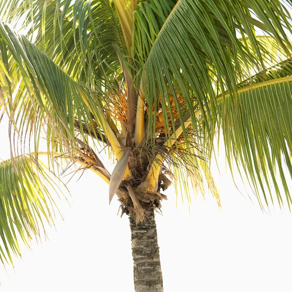 Дерево пальми . — стокове фото