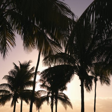 Gün batımında palmiye ağaçları.