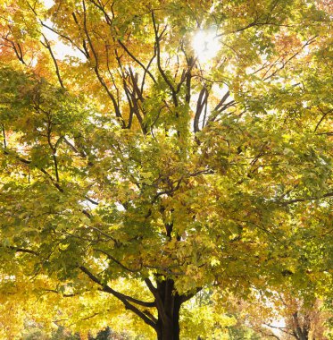 Maple tree in autum. clipart