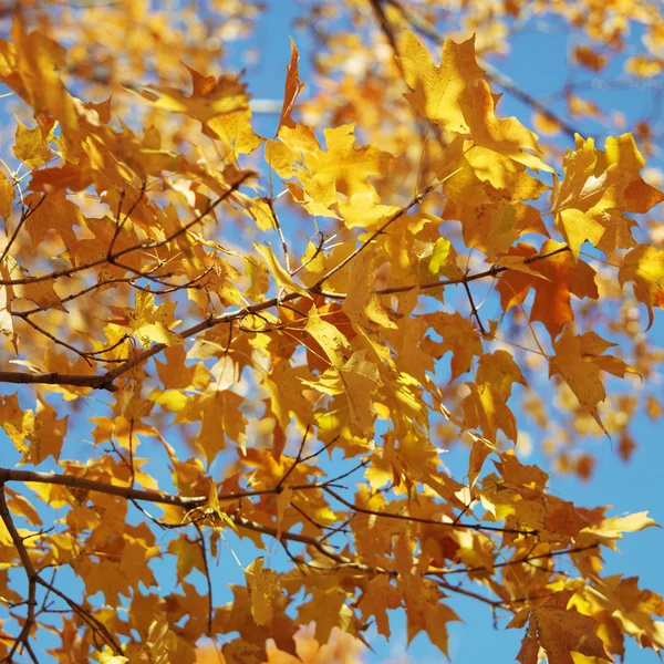 秋の色のカエデ. — ストック写真