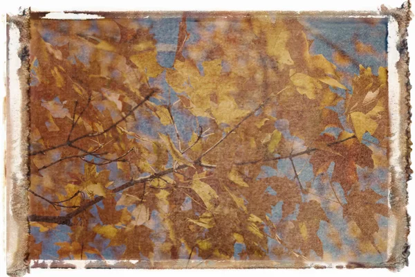 Albero acero nel colore dell'autunno . — Foto Stock