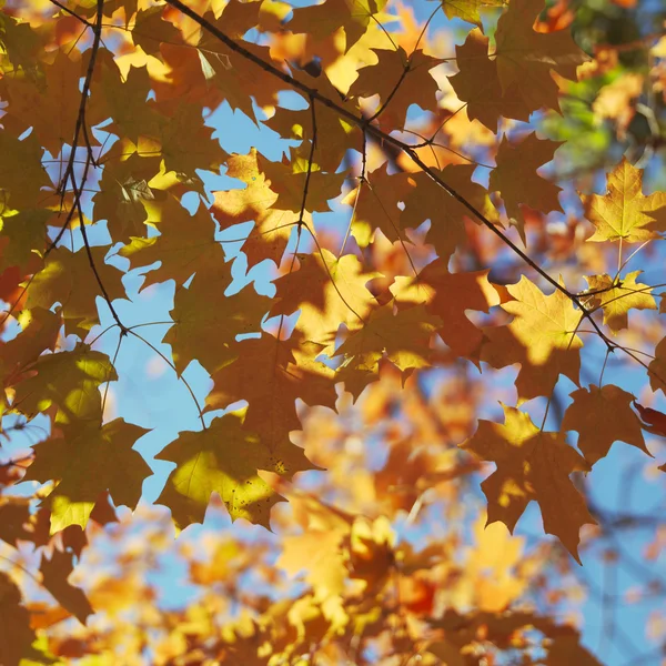 Árvore de bordo na cor Outono . — Fotografia de Stock