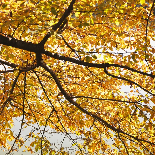 В'язане дерево в осінньому кольорі — стокове фото