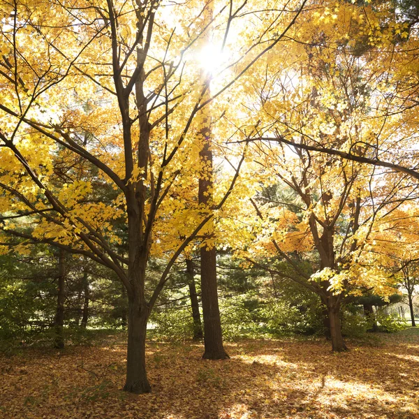 Árboles de arce en color otoño . — Foto de Stock