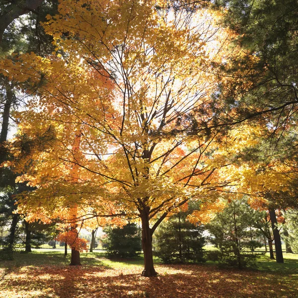 Árboles de arce en color otoño . — Foto de Stock