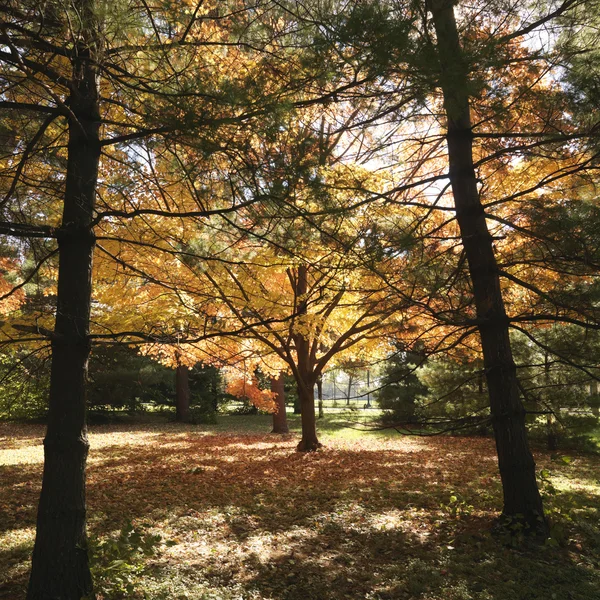 Ahornbäume in Herbstfarbe. — Stockfoto