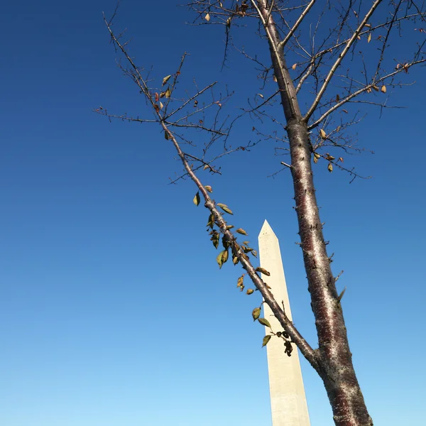 워싱턴 기념비. — 스톡 사진