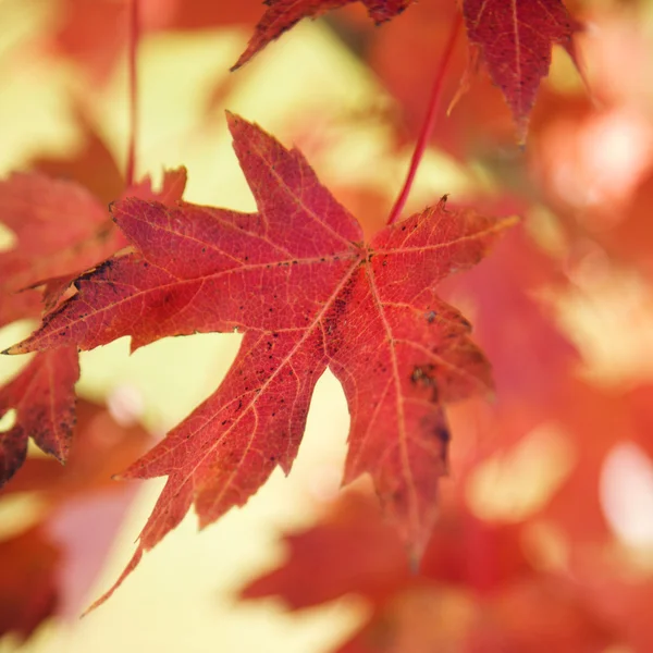 Sonbahar kırmızı akçaağaç yaprağı. — Stok fotoğraf