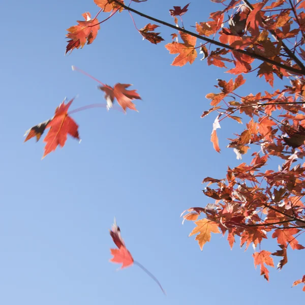 Red Fall maple leaves. — Stock Photo, Image