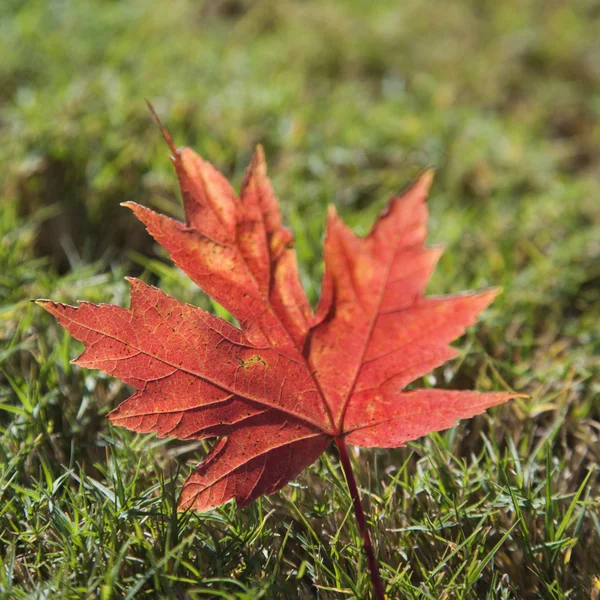 Κόκκινο φθινόπωρο φύλλο σφενδάμνου. — Φωτογραφία Αρχείου