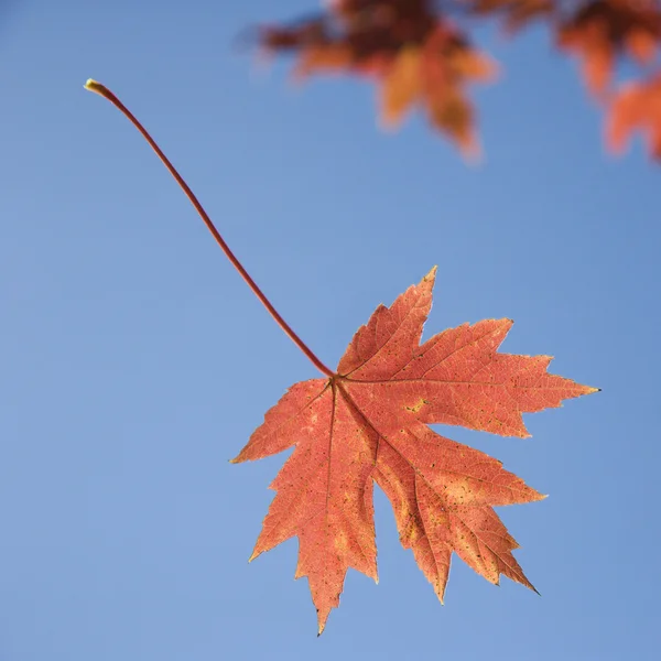 Red maple leaf. — Stock Photo, Image