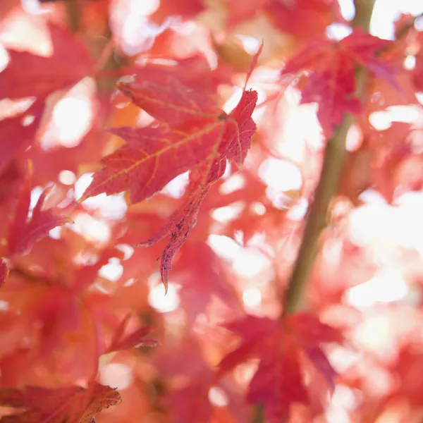 Sonbahar akçaağaç yaprakları. — Stok fotoğraf