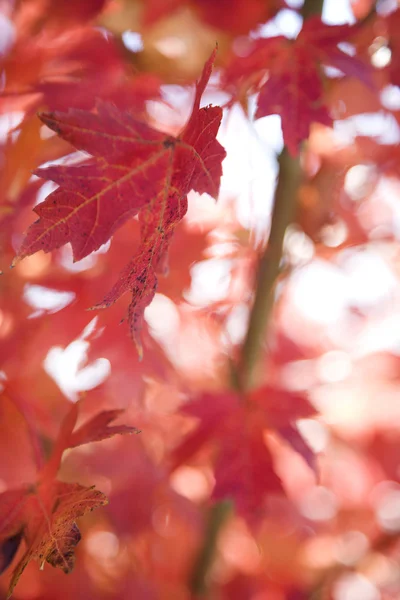 Red autumn maple leaves. — Stock Photo, Image