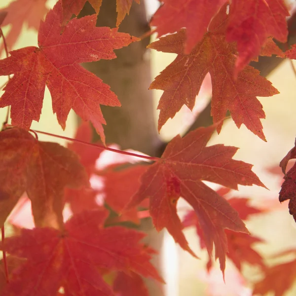 Кленовые листья . — стоковое фото