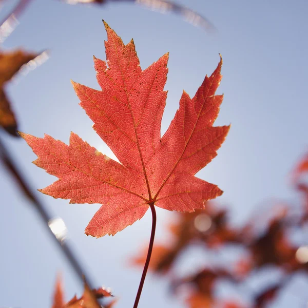Podzim barevný list. — Stock fotografie